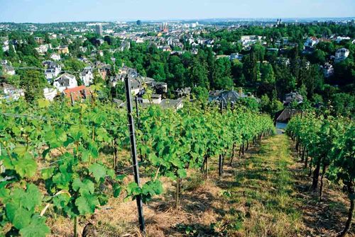 Wine growing on the Neroberg