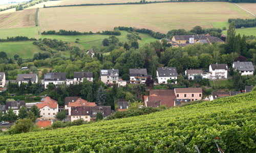 Wine growing in Frauenstein