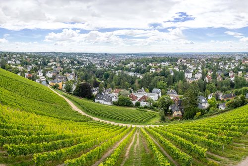 Recreation Areas - Nerotal Vineyard