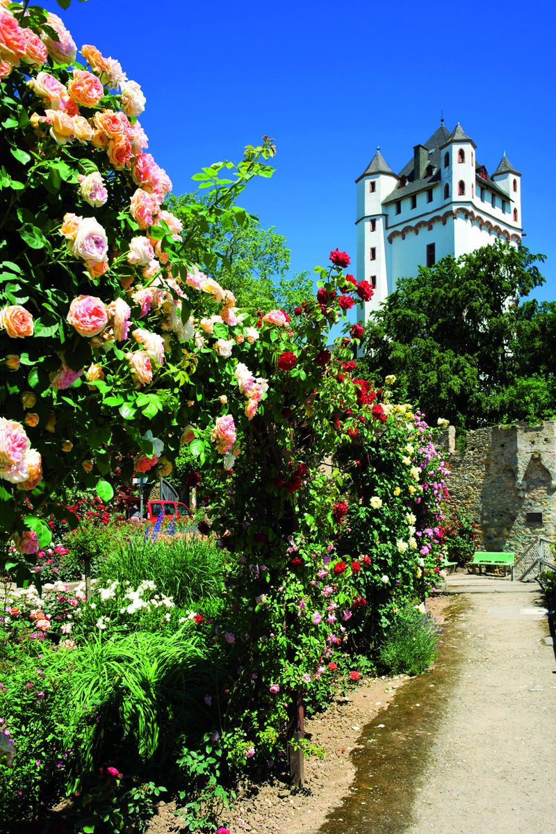 Castle in Eltville